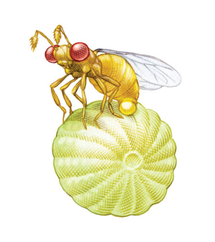 Trichogramma Wasps: This Tiny Wasp Species Helps With Natural Pest Control